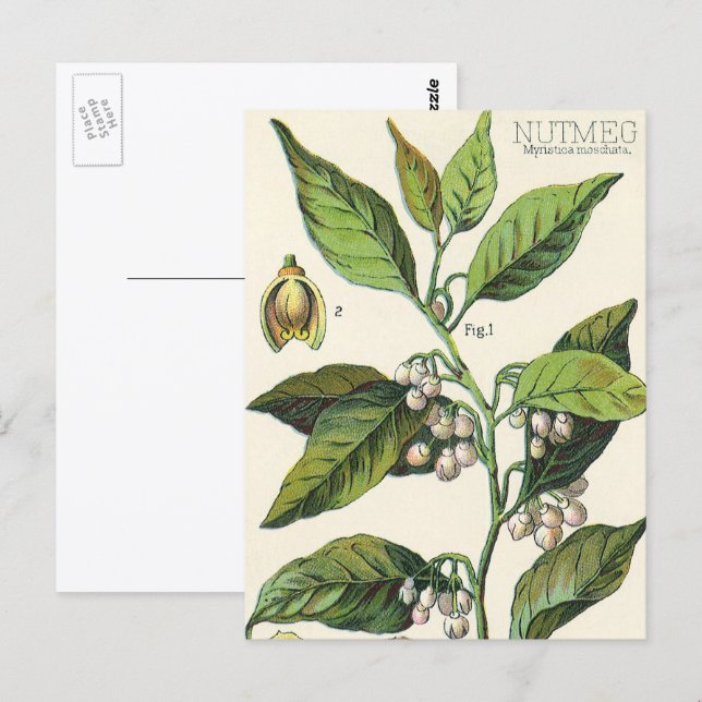 Postal Semillas de Frutas de Planta de Nuez Moscada Vinta (Anverso / Reverso)
