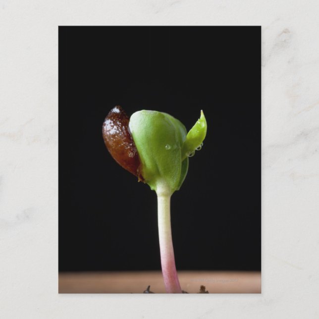 Postal Semillas de manzana con cáscara de semilla (Anverso)