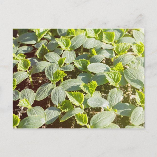 Postal Semillas de pepino (Anverso)