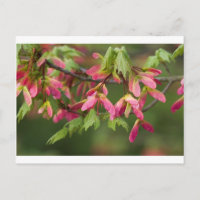 Semillas de sicomoros aladas rosadas - Acer pseudo