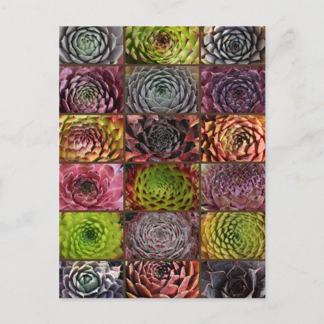 Postal Sempervivum - Houseleek - Hauswurz - Collage (Anverso)