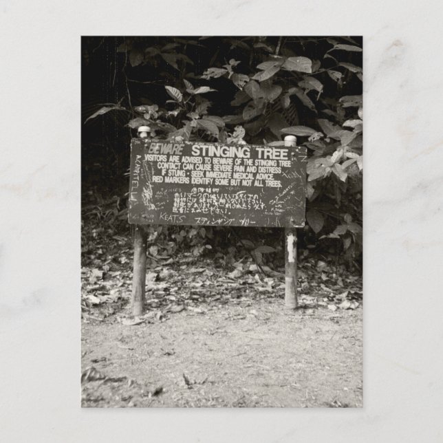 Postal Señal de advertencia del árbol de punzonado (Anverso)