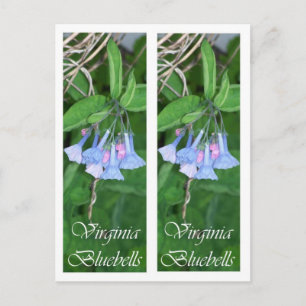 POSTAL SEÑALES DE LOS BLUEBELLS DE VIRGINIA