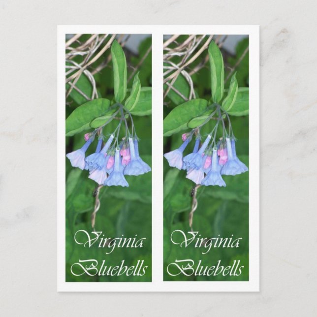 POSTAL SEÑALES DE LOS BLUEBELLS DE VIRGINIA (Anverso)