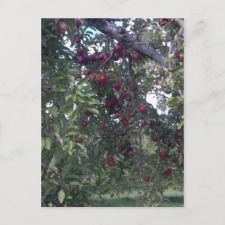 Postal Sencillos placeres vitales