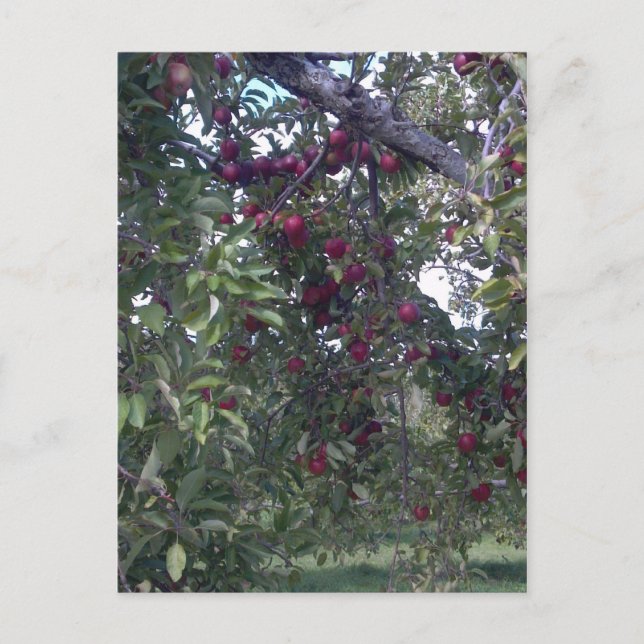 Postal Sencillos placeres vitales (Anverso)