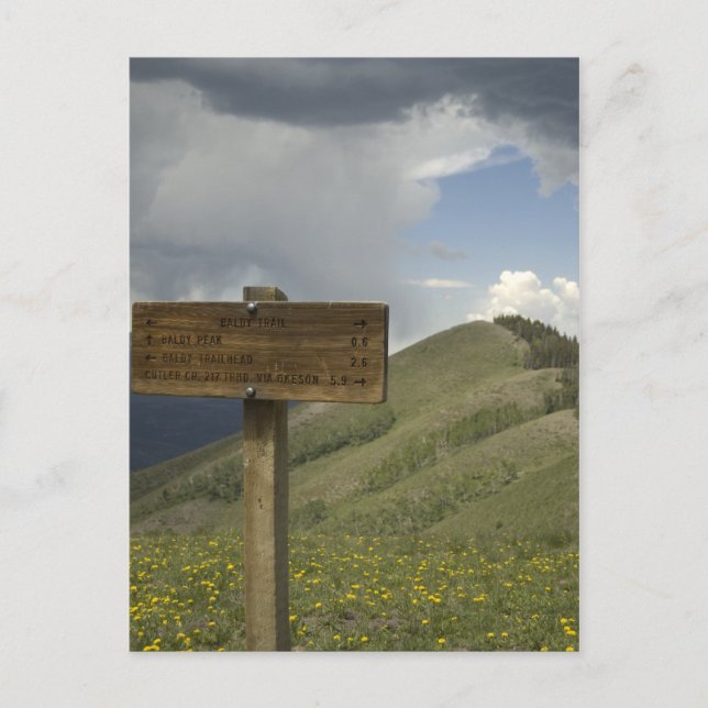 Postal senda de pico baldío (Anverso)