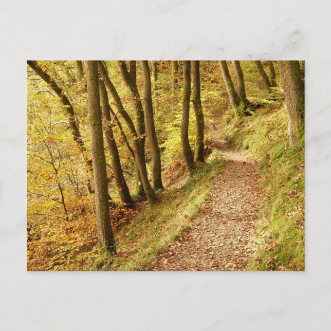 Postal Senda del bosque de otoño (Anverso)