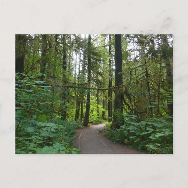 Postal Sendero a Marymere Falls I (Anverso)
