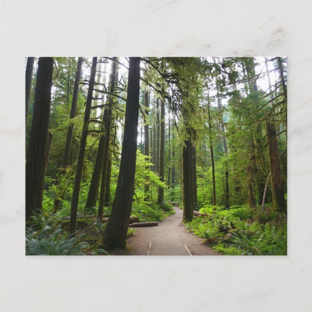 Postal Sendero a Marymere Falls II (Anverso)