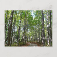 Sendero Arbolado Centenario II Ellicott City Maryl