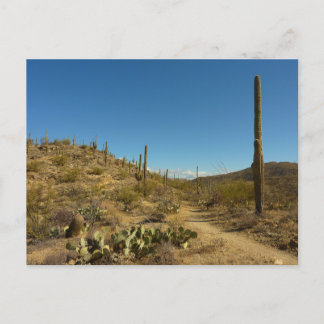 Postal Sendero Carillo de Saguaro en Parque Nacional Sagu