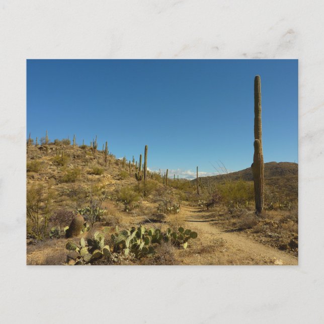 Postal Sendero Carillo de Saguaro en Parque Nacional Sagu (Anverso)