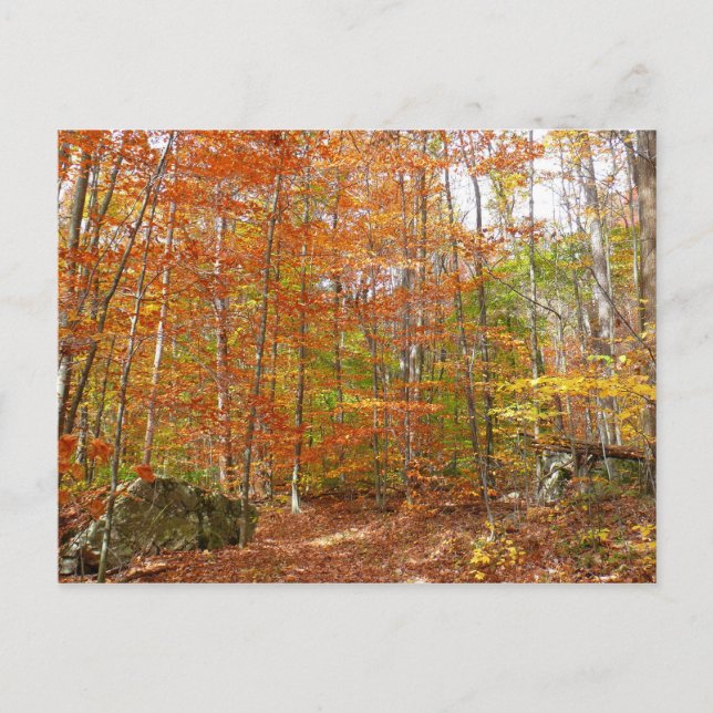 Postal Sendero de caída de luz solar en Laurel Hill Park (Anverso)