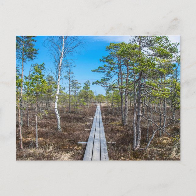 Postal Sendero de madera sobre pantano (Anverso)