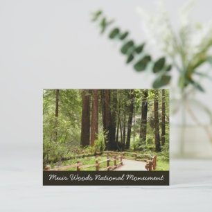 Postal Sendero de Muir Woods I Fotografía de la naturalez