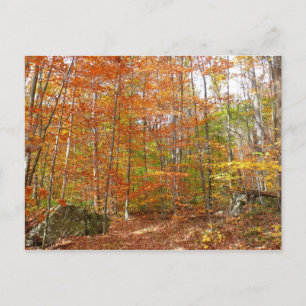 Postal Sendero de otoño con luz solar moteada en Laurel H