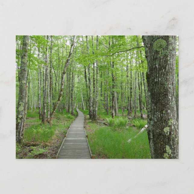 Postal Sendero de pasarela de Jesup Path (Anverso)