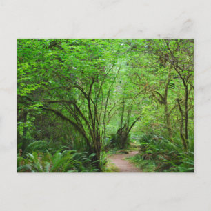 Postal Sendero en el bosque de secuoyas