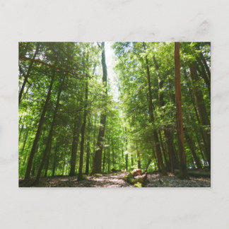 Postal Sendero Hemlock en el Parque Estatal Laurel Hill I