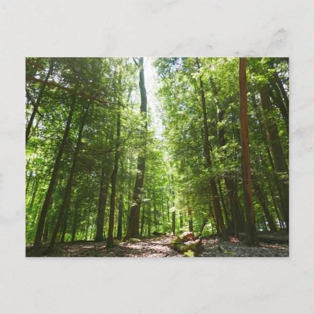 Postal Sendero Hemlock en el Parque Estatal Laurel Hill I (Anverso)