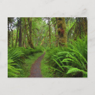 Postal sendero Maple Glade, helechos y musgo cubierto