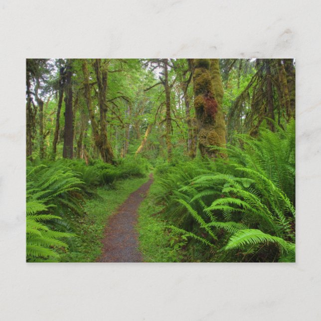 Postal sendero Maple Glade, helechos y musgo cubierto (Anverso)