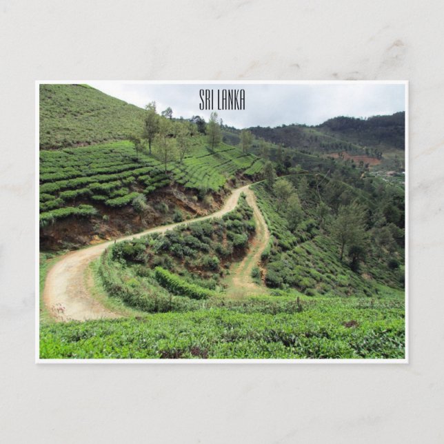 Postal senderos de té sri lanka (Anverso)
