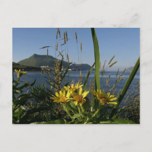 Postal Senecio de playa, Isla Unalaska