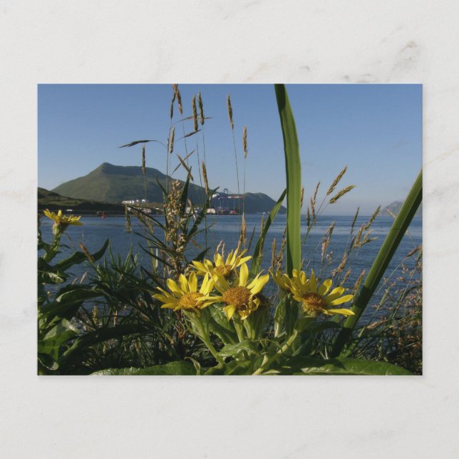 Postal Senecio de playa, Isla Unalaska (Anverso)