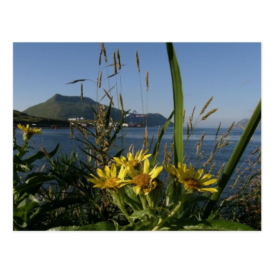 Postal Senecio de Seabeach, isla de Unalaska