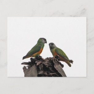 Postal Senegal Parrots