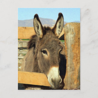 Postal Seno Burro
