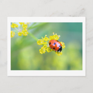 Postal señora de arriba