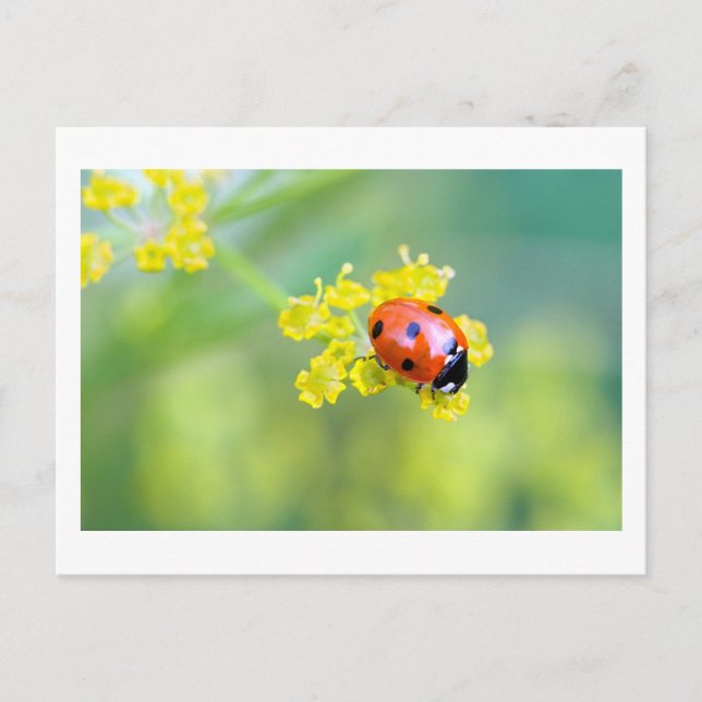 Postal señora de arriba (Anverso)