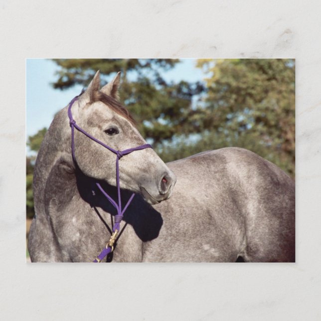 Postal Señorita Peppy Shu Postcard (Anverso)