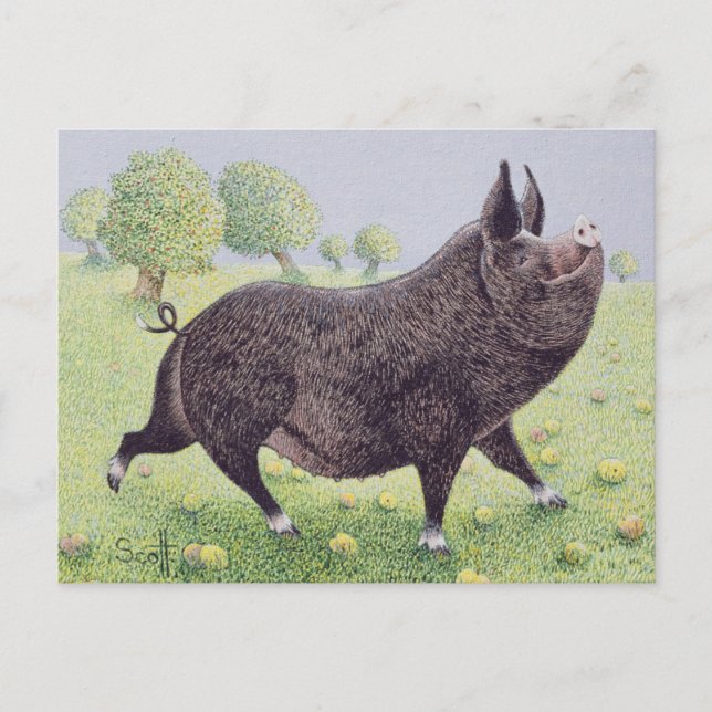 Postal Sensación grande (Anverso)