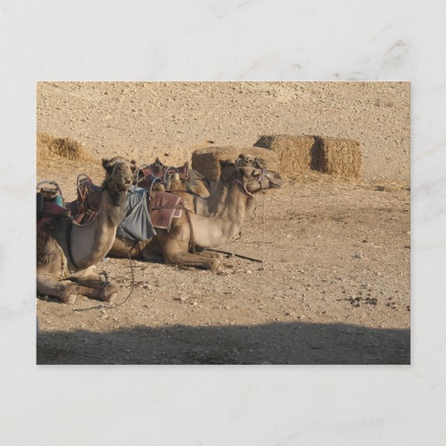 Postal Sentada del camello - modificada para requisitos (Anverso)
