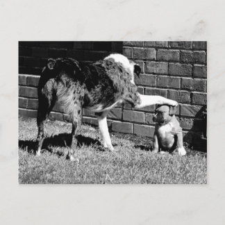 Postal Sentada - - - Permanencia - - Postcarta