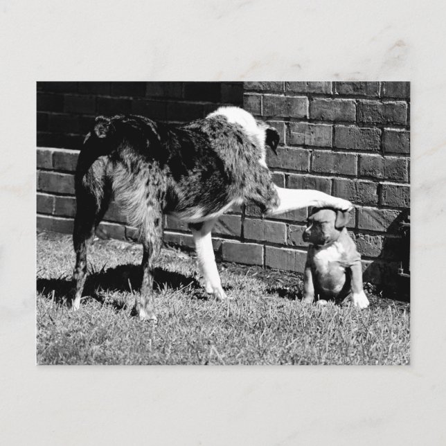 Postal Sentada - - - Permanencia - - Postcarta (Anverso)