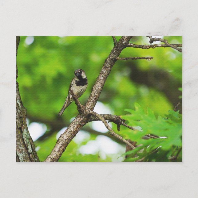 Postal Sentado alrededor (Anverso)