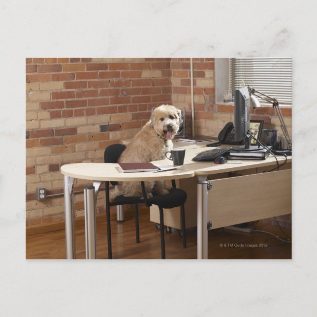 Postal Sentado de perro en el escritorio (Anverso)