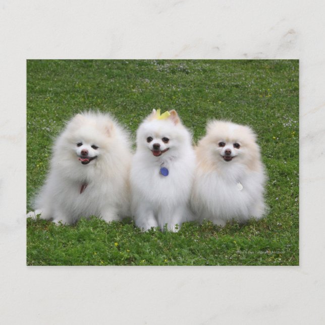 Postal Sentado en Pomeranios (Anverso)