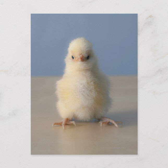 Postal Sentando a bebé pollo amarillo, 3 días de edad (Anverso)