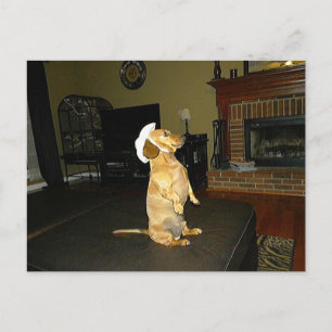 Postal Sentando Bonito o viendo televisión Dachshund