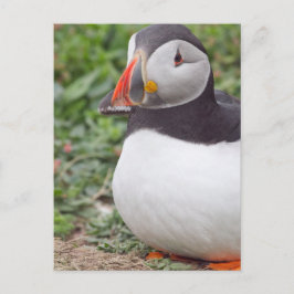 Postal Sentando el ataúd en la isla Skomer