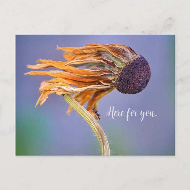 Postal Sentimiento de Preocupación y Cuidado Aquí para Ti (Anverso)