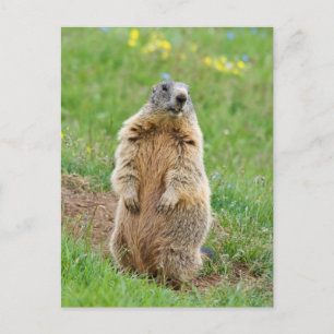 Postal Sentinel marmot