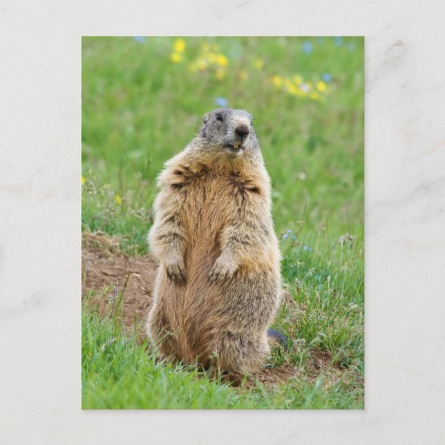 Postal Sentinel marmot (Anverso)