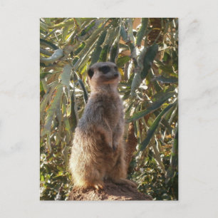 Postal Sentinel Vigilante: Meerkat Sobre El Exuberante Fo